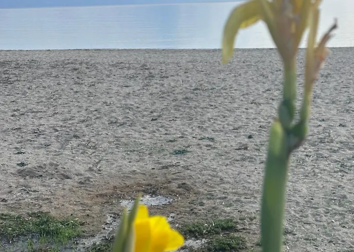 Αvli Sarti Studios & Apartments No1 아파트